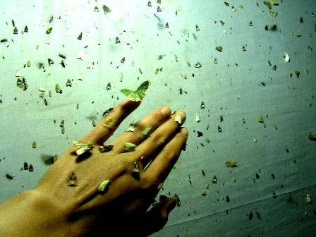 http://kulturszalon.hu/sites/default/files/field/image/lepkesztyu.jpg